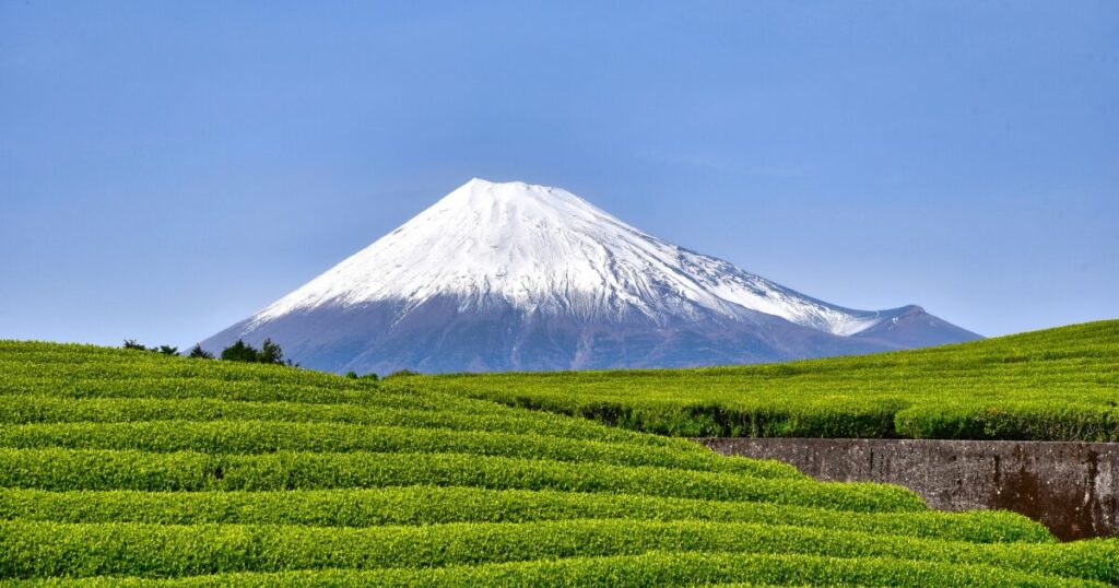 雪化粧の富士山と広がる茶畑の風景