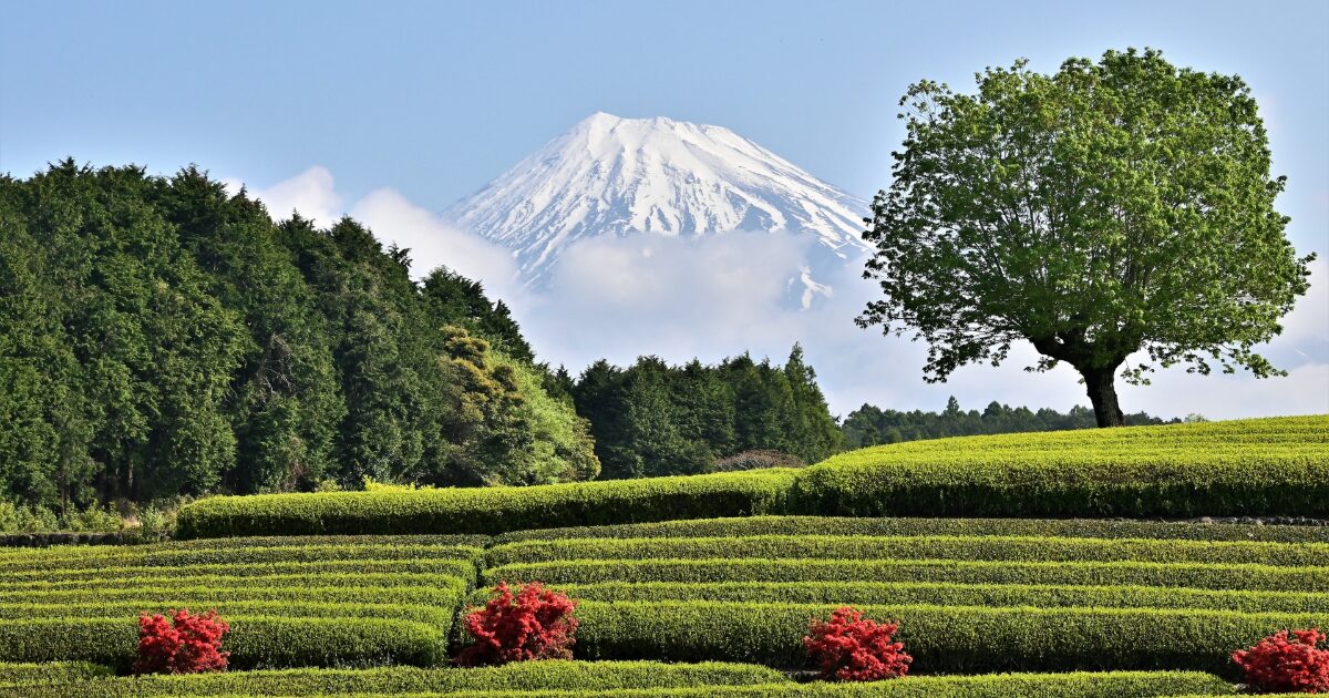 富士山と茶畑に一本の木が立つ美しい風景