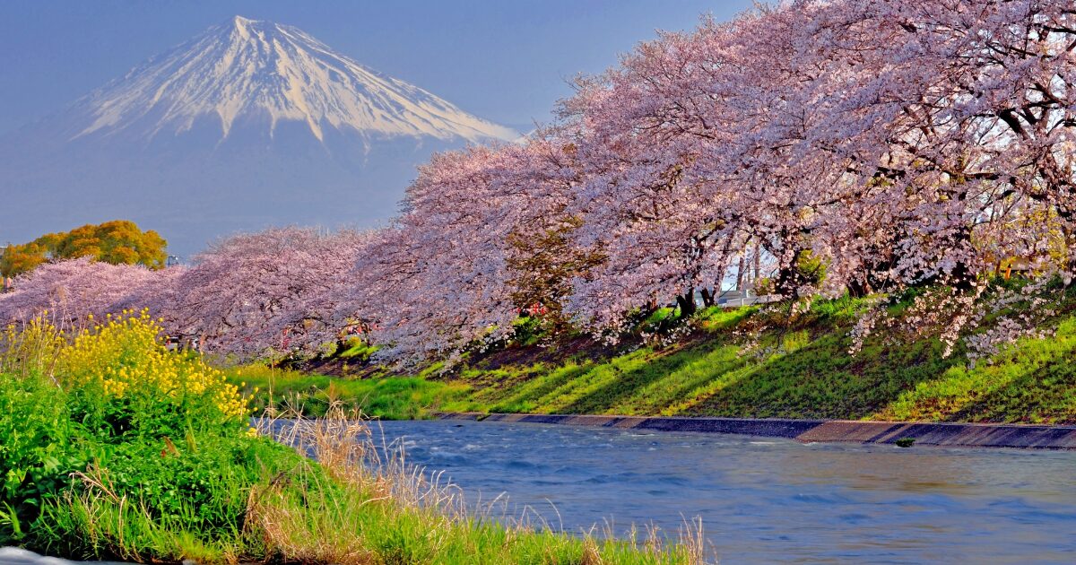桜並木と川越しに望む春の富士山の風景