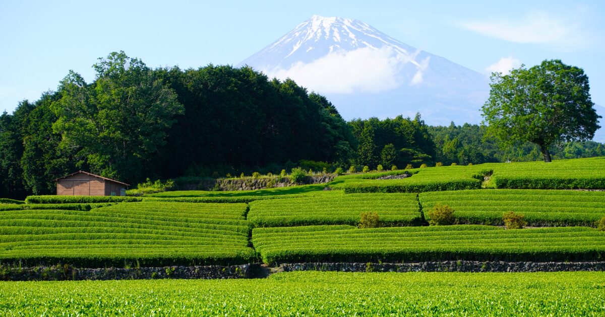 富士山を望む段々に広がる茶畑と農村風景
