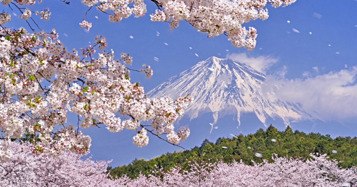 桜が舞う春の富士山と満開の花景色