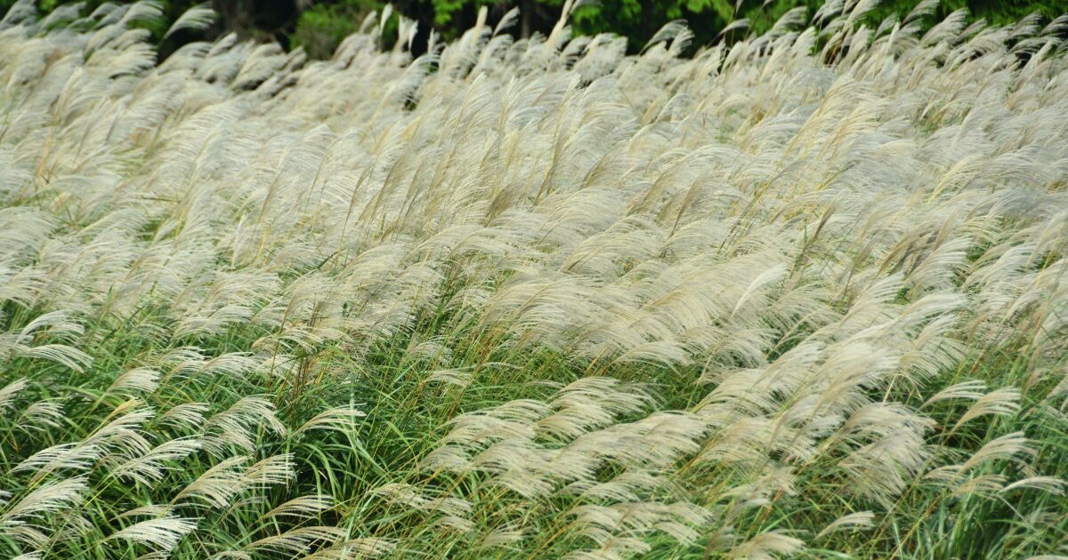 風に揺れるススキ草原の秋の風景
