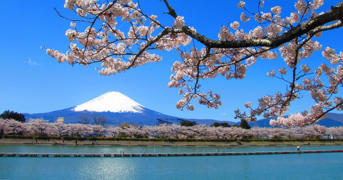 桜並木と富士山と湖の春の景色