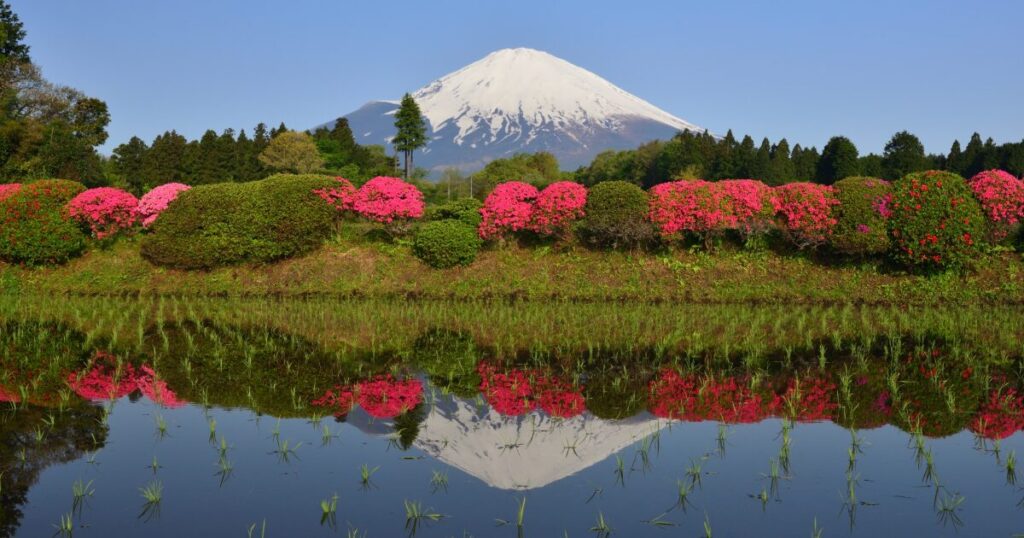 ツツジと水面に映る富士山の春の風景