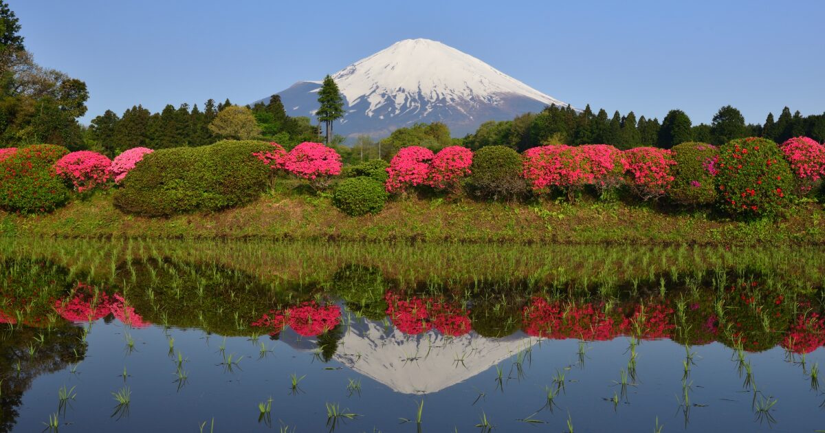 ツツジと水面に映る富士山の春の風景